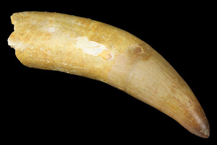 Partially Rooted Fossil Crocodylomorph Tooth - Morocco #174343